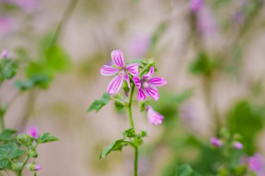 Pembe ve mor renkli canlı tonlarda narin, yumuşak çiçekleri açar..
