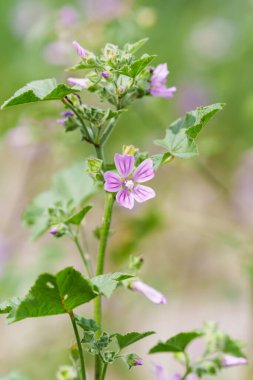 Parlak pembe malva çiçeği yemyeşil arka planda göze çarpar..