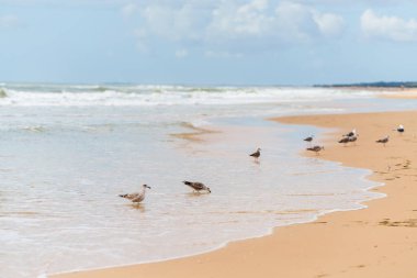 Martılar bulutlu bir gökyüzünün altında yansıtıcı kıyı şeridinde toplanırlar..