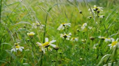 Vahşi papatyalar sallanan çayırlar arasında parlak bir şekilde çiçek açarlar. Yüksek kalite 4k görüntü