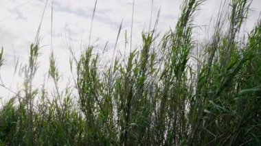 Uzun yeşil otlar yoğun bir çalılık oluşturur ve güneş ışığı içeri bakar. Yüksek kalite 4k görüntü