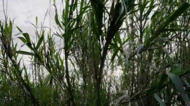 Güneş ışığı, yemyeşil otların arasından yavaşça süzülür. Yüksek kalite 4k görüntü