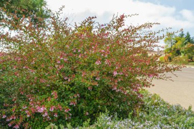 Parlak abelia çiçekli çalılar yakın plan. Caprifoliaceae uzun ömürlü çalılar. Yaz bahçesinde çan şeklinde küçük çiçekler açar.