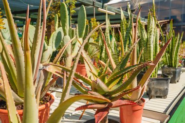 Aloe ve kaktüs bitkileri bahçe dükkanında parlak güneş ışığında büyür..