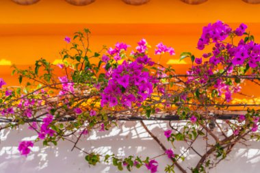 Renkli bougainvillea güneşteki koyu turuncu ve beyaz cepheye karşı patlar.