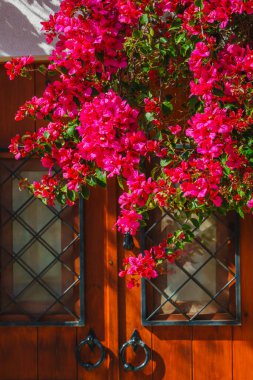 Canlı bougainvillea büyüleyici ahşap bir kapı eşiğine renk ve sıcaklık katar..