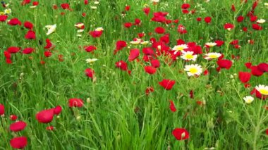 Canlı gelincikler, güneşli bir çimen tarlasında nazikçe sallanırlar. Yüksek kalite 4k görüntü