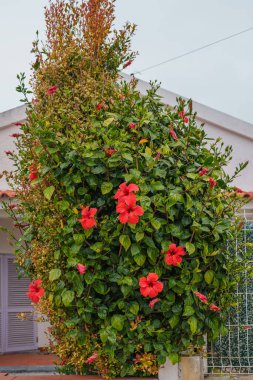 Canlı amber çiçekleri bahçenin yeşilliğine canlı renkler ekler..