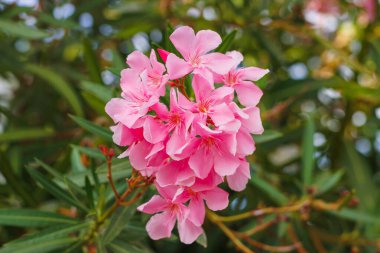 Pembe zakkum çiçekleri yemyeşil yapraklarla bir araya toplanmış..