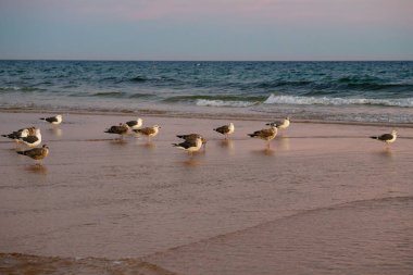 Martılar kumsalda dinleniyor. Yumuşak dalgalar, pastel bir günbatımı gökyüzünün altında yuvarlanıyor..