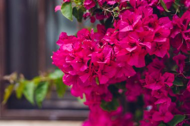 Bulanık arka planda yeşil yapraklı canlı morumsu bougainvillea çiçekleri kümesi.