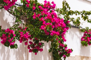 Pembe bougainvillea çiçekleri parlak beyaz bir dış duvarı süslüyor..