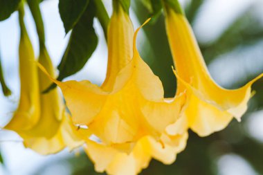 Sarı bir meleğin trompet çiçeğinin yemyeşil yaprakların arasında asılı görüntüsü..