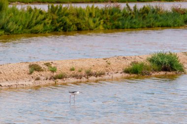 Tek bir ağaç, bitki örtüsüyle kaplı sessiz bataklık sularını keşfeder..