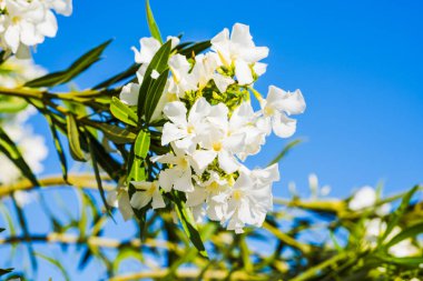 Açık mavi gökyüzüne karşı yeşil yapraklı beyaz Oleander çiçeği kümesi.