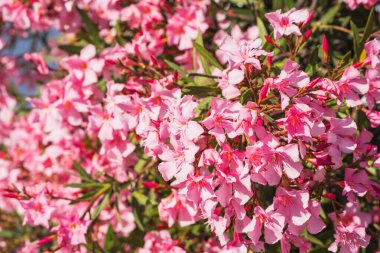 Canlı pembe Oleander çiçekleri ve tomurcukları yakın plan..