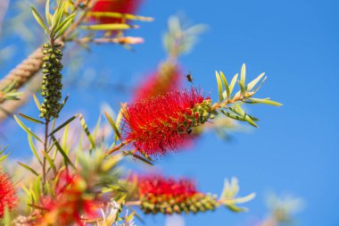Açılmamış tomurcukları ile kırmızı şişe fırçası çiçeğine yaklaşan arı..