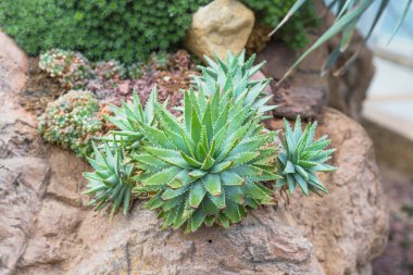 Aloe Brevifolia 'nın yoğun kümeleri güneşli bir kaya bahçesinde gelişir..