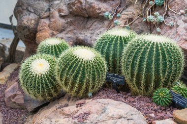 Echinocactus grusonii 'nin kubbeli formları çarpıcı bir çöl bahçesi düzenlemesi yaratır..