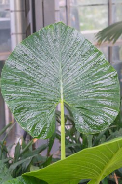 Bir serada sergilenen tropik bir Alocasia bitkisinin büyük parlak yaprağı. Türler: Alocasia makrorhizos