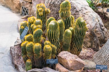 Kol sarı dikenli kaktüs kayalık çöl toprağında büyüyor.