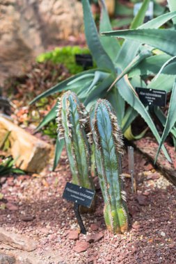 İnce yeşil kaktüs, kırmızı toprakta dikleşen beyaz yünlü tüyler.