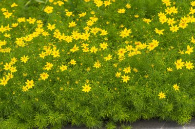 Sarı yıldız şeklindeki yoğun çiçekler, tüylü yeşil yaprakların üzerinde çiçek açar..
