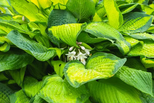 Altında saklı narin beyaz çiçeklerle canlı ev sahibi yapraklarının yakın çekimi.