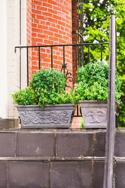 Dekoratif taş ekiciler siyah fayanslı merdiven üzerinde yeşil boxwood çalılarıyla dolu.