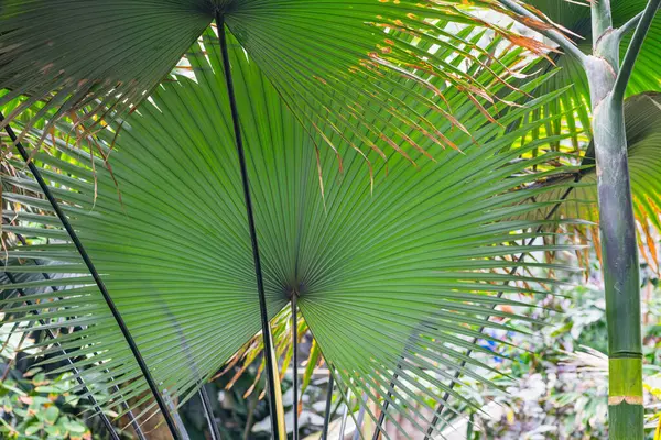 Büyük yelpaze şekilli palmiye yaprakları dramatik bir tropik tepe örtüsü oluşturur..