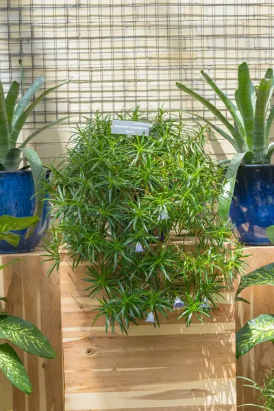 Bromeliad saksılarının arasına ince, sivri yapraklı sıkıştırılmış tropikal bitki.