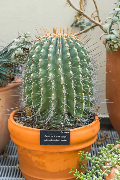 Turuncu terasotta tenceresinde kalın dikenli fıçı şeklinde kaktüs.