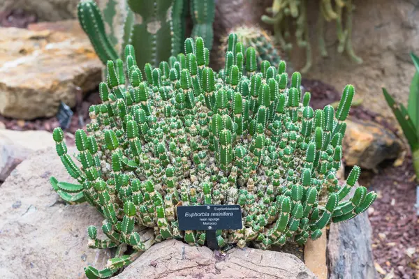 Euphorbia resinifera kayalık arazide yoğun bir sulu koloni oluşturur..