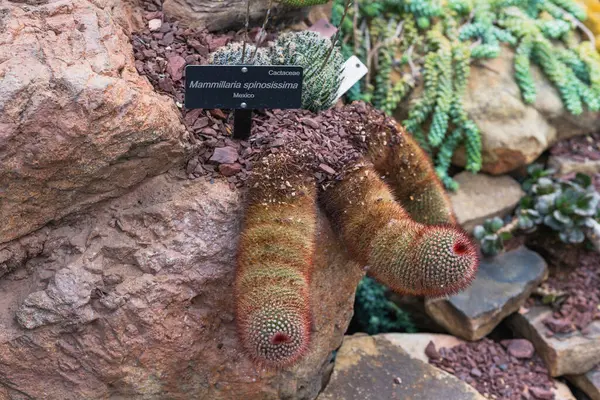 Mammillaria spinosissimasının izleri yoğun dikenlerle kayalık zeminden çıkar..