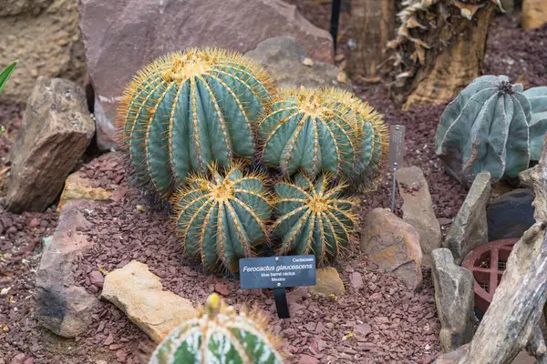 Ferocactus Glaucescens kümesi mavi renk ve altın dikenlerle göze çarpar..