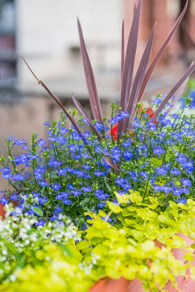 Parlak mavi lobelia çiçekleri bir bahçe ekicisinde canlı bir şekilde çiçek açar..