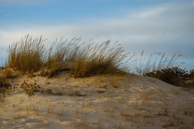 Parçalı bulutlu bir gökyüzünün altında seyrek bitki örtüsü olan altın kum tepeleri.
