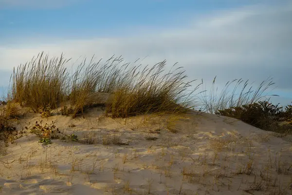 Parçalı bulutlu bir gökyüzünün altında seyrek bitki örtüsü olan altın kum tepeleri.