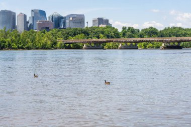 Huzurlu nehir suları, Washington D.C. 'deki modern şehir silueti yakınlarında yüzen kazların berrak gökyüzünü yansıtıyor..
