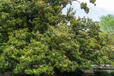 Yoğun yeşil yapraklı dev bir manolya ağacı çerçeveyi parlak bir gökyüzüne karşı doldurur..