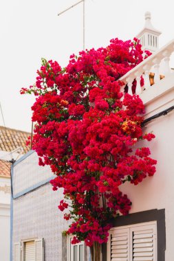 Canlı bir bougainvillea bitkisi pastel bir binanın yan tarafında büyür, beyaz panjurları sarar ve yukarıdaki balkona ulaşır..