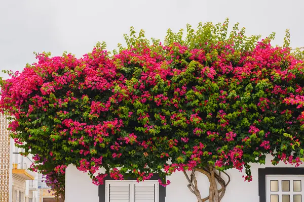 Parlak pembe begonvillerden oluşan yoğun bir gölgelik siyah süslemeli beyaz boyanmış bir binanın önünü kaplar..