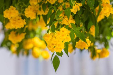 Canlı sarı Tecoma 'nın yakın çekimi, yemyeşil yaprakların arasında sallanan çiçekleri yumuşacık bir ışık ve bulanık bir arkaplan ile kaplıyor..