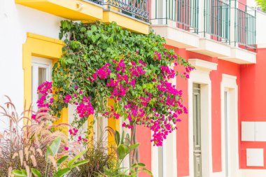 Bereketli bir bougainvillea, canlı kırmızı ve sarı bir binanın penceresinin üzerine dökülür ve Portekiz 'deki bir yerleşim yerine çiçek cazibesi katar..