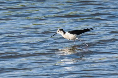 Siyah kanatlı bir çubuk güneşin altında sığ ve nazikçe dalgalanan suda yiyecek arar..