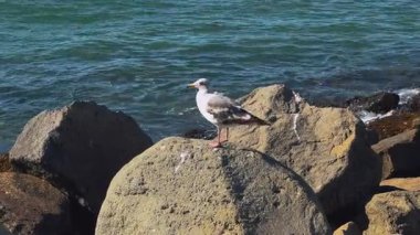 Martı, okyanusa bakan bir kayanın ve engebeli uçurumların üzerine tünemiş. Yüksek kalite 4k görüntü