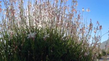 Clockweed, çiçeklenmiş, beyazı pembe çiçeklere dönüşen uzun ömürlü bir bitki. Yüksek kalite 4k görüntü