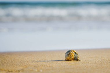 Issız deniz kabuğu sessiz bir plaja gölge düşürüyor..