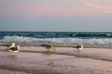 Sakin kumsal sahnesi, kuşlar ve yumuşak akşam ışığında hafif dalgalar..