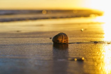 Islak kumda dinlenen deniz kabuğu altın gün batımından aydınlandı..
